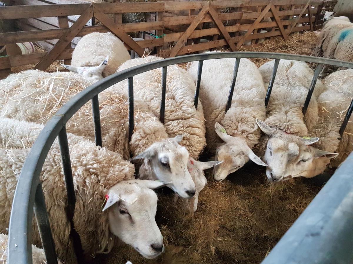 فندق Bed Bij Boertje Pijnacker المظهر الخارجي الصورة